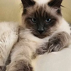 siamese cat image