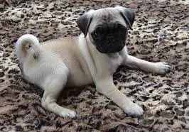 pug image